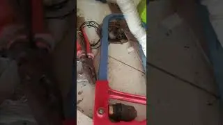 Rescue Mission of mouse 🐭🐀 #rescue #mouse #rat #mother #cute #mickeymouse #jerry #pups #animals
