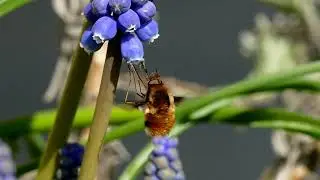 Stor Humleflue - Bombylius Major