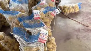 Ready for Exporter Quality Fresh Potato