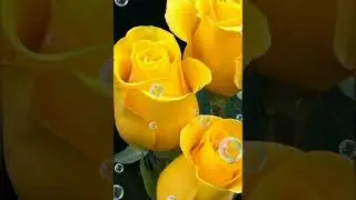 Instagram #status# image #beautiful flower #natural 💖ground💋full video HD 💕