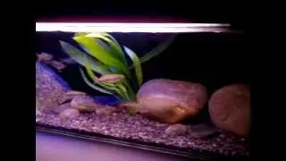 Devario Aequipinnatus Danio Albolineatus