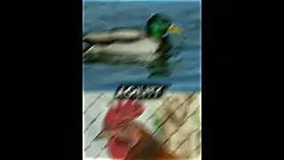 Duck VS Chicken edit🔥#shorts #chicken #duck