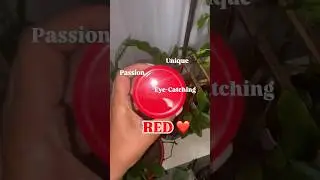 #colortheory #red #colorful