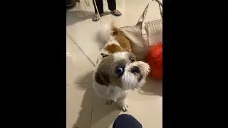 Chewy & Nuggets Grooming - Tuesday, 27 January 2026