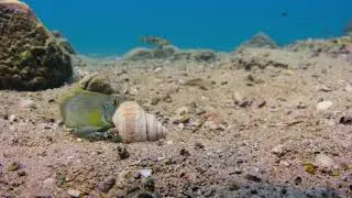 Lamprologus Callipterus