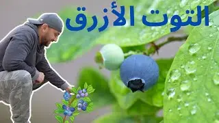 مقدمة عن زراعة التوت الأزرق - بلوبيري