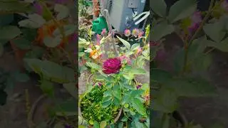 Midnight Blue Rose Bloom #rose #ros&eacute; #flowers #garden #bloomin_garden #shorts #shortsfeed #gardening