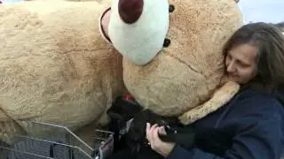 First customers at the new Costco in Kalamazoo go for the giant bear