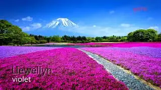 Llewellyn - violet (HQ)