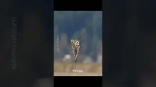 Short-eared Owl clapping his wings during flight to impress the Ladies. #shortearedowl #didyouknow
