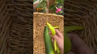 Sunday Harvest #forageharvest #garden #gardening #gardening #zucchini #tomato #pepper