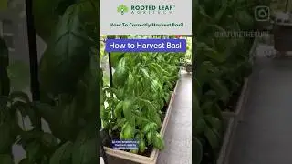 How to Correctly Harvest Basil! Video created by @Nature The Cure #basil #herbs #gardeningtips