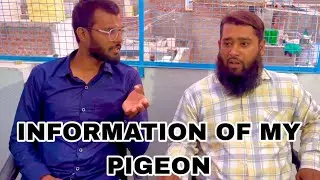 INFORMATION OF MY PIGEONS BY IMRAN BHAI KOHLAPUR | Zain King Pigeon | 