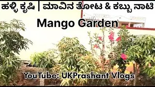 ತೋಟ & ಕಬ್ಬು ನಾಟಿ || Village Farming | Mango Garden & Sugarcane