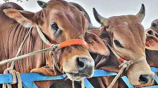 cow unloading videos, cow unloading video, cow videos 2025 Cow, hamba, goru, Crazy Cow