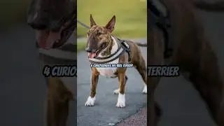 4 CURIOSIDADES DEL BULL TERRIER