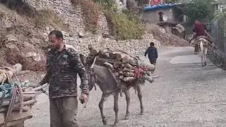 هەڵشۆ
