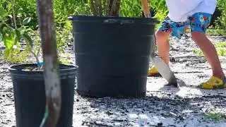 Wesley's Island Restoration