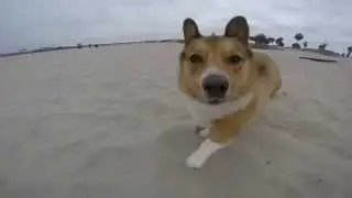 Corgi Run fail in Ocean Beach