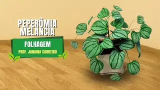 306 - Peperomia Melancia | Prof. Janaina Cordeiro