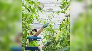 Vertical Harvest building taking shape in Westbrook