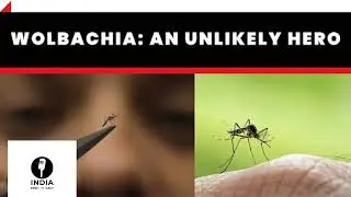Wolbachia: An Unlikely Hero#India mon to sun#currentaffairs#world& India#Gk