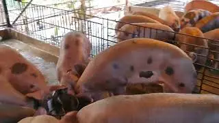 pigs feeding Cambodia by family