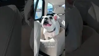 Funny and cute dogs bring joy to people #dog #funny #pets #puppy #dogs #puppies #dogshorts #cutedog