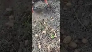 КАРТОФЕЛЕКОПАЛКА STARS Mini800 старая модель без протряхивающей задней сетки. видео от покупателя.