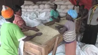 Fighting aflatoxins: Reducing risks in Kenya's food chains