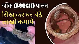 Leech Farming Business Plan: How to Start Leech Farming?