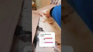 do you like my cat peshol