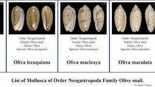 List of Mollusca of Order Neogastropoda Family Olive snail. oliva olivella amalda agaronia eburna