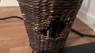 RABBIT OWNERS BE LIKE ITS DESTROYING EVERYTHING 🥲 #rabbits #rabbitlifestyle