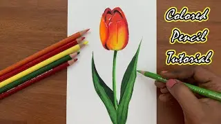 How to draw Tulip Flower with Colored Pencil || Tutorial for beginners || Step by Step
