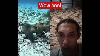 predatory fish #fish #shorts #remix