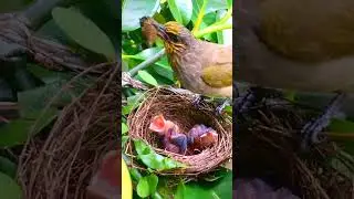 Mother Is Feeding Chick's Best Moments, #shortvideo #feedingchicks #motherischicks #chicksmoments