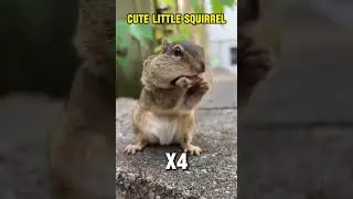 Cute squirrel #SquirrelLovers #Shorts #CuteSquirrel #Squirrel