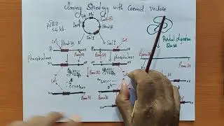 Class 10 Cloning using cosmid vectors
