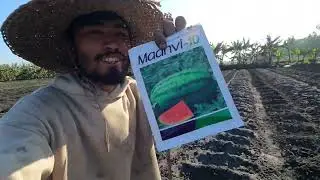 Watermelon 🍉 plantation for summer