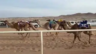 الشوط العاشر | قعدان مفاريد | ملبي | نادر بن ظاهر البلوي | 1:46