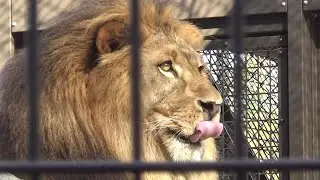 Cool lion pride #520  ライオン家族の日常【Cute animal videos】