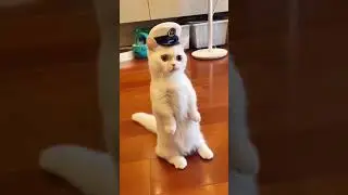 The Marine Cat🐈 #welovepets #catmemes #funnycatvideo