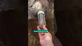 This Otter Forgot Where He Was Going 😂😂❤️
