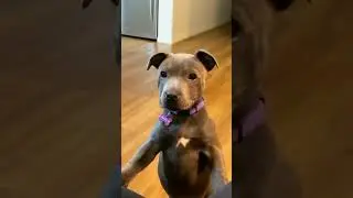A puppy with attitude! #funnypuppy #dogbarking #cutepet #confusingbehavior #foryou #pets #viral #fyp