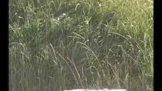SinterFire's Awesome Shots - 50 BMG