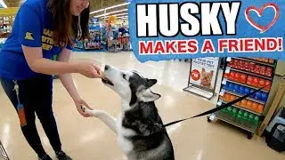Taking My Siberian Husky To Petco For The Day!