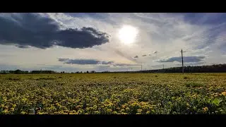 A. York - Home