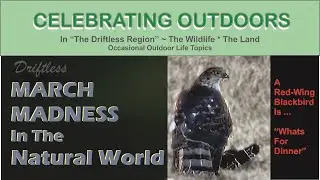 March Madness : Celebrating Outdoors With Driftless Nature And Wildlife