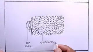 How To Draw Tobacco Mosaic Virus Diagram/Drawing Tobacco Mosaic Virus